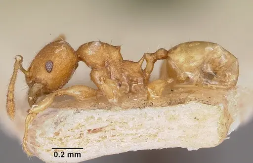 Pheidole annemariae - CASENT0101829