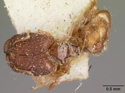 Pheidole annemariae - CASENT0104596