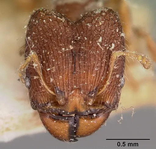 Pheidole annemariae - CASENT0104596