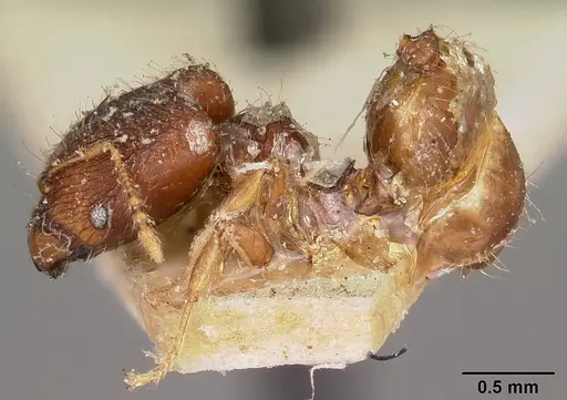 Pheidole annemariae - CASENT0104596