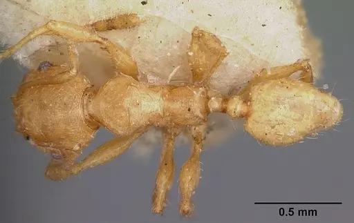 Pheidole annemariae - CASENT0104597