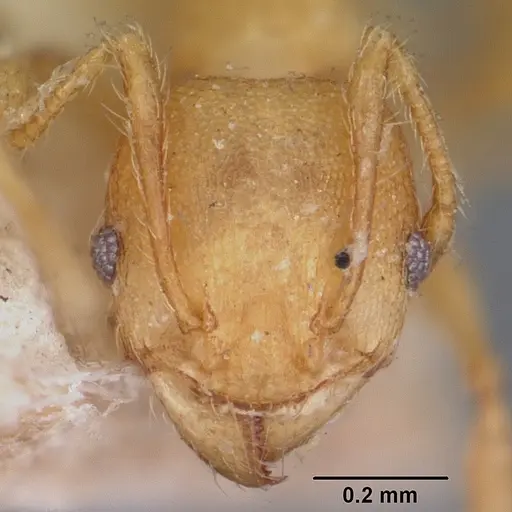 Pheidole annemariae - CASENT0104597