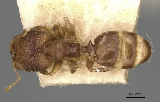 Pheidole annemariae - CASENT0923206