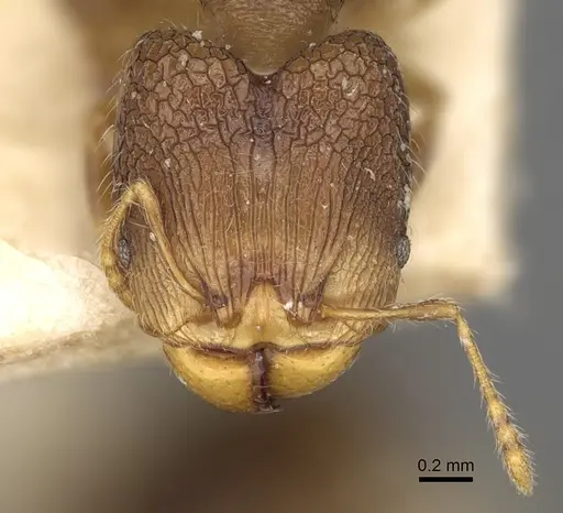 Pheidole annemariae - CASENT0923206