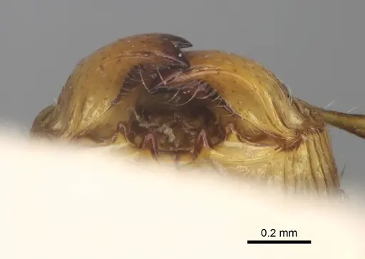 Pheidole annemariae - CASENT0923206