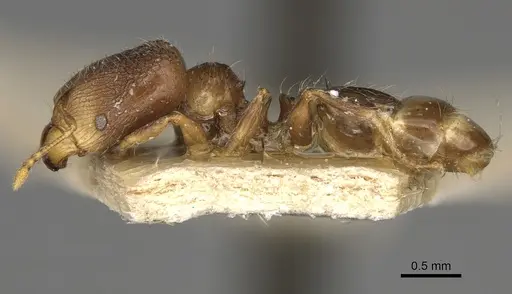 Pheidole annemariae - CASENT0923206