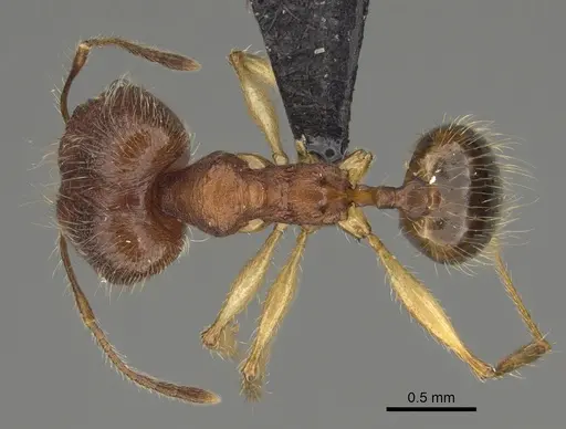 Pheidole anomala specimen