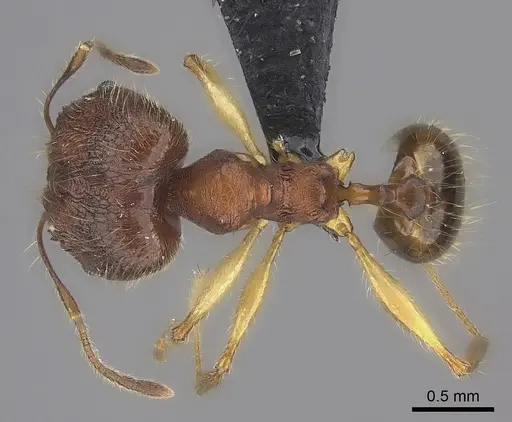 Pheidole anomala specimen
