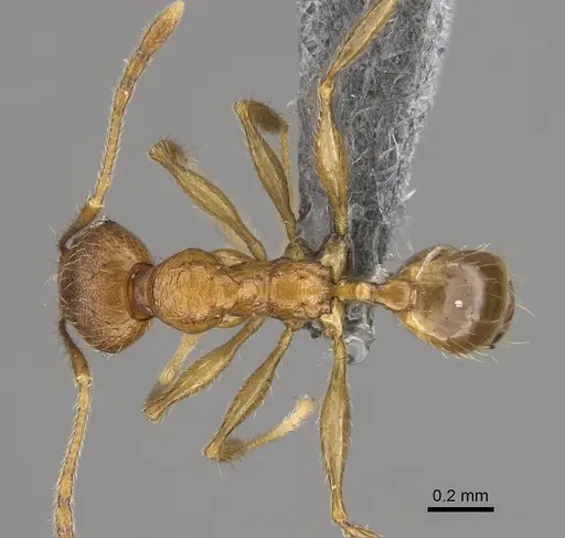 Pheidole anosyenne specimen