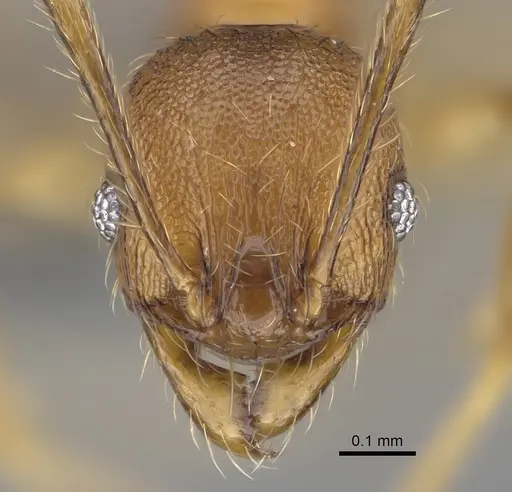 Pheidole anosyenne specimen