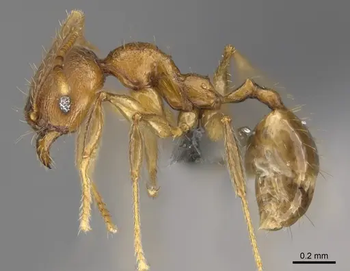 Pheidole anosyenne specimen