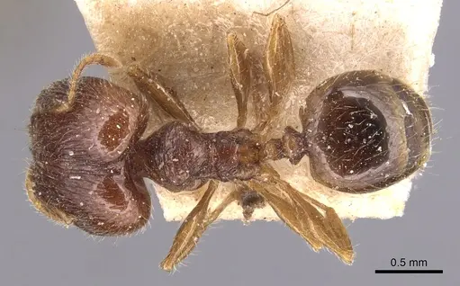 Pheidole anthracina specimen