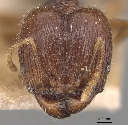 Pheidole anthracina specimen