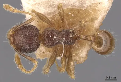 Pheidole anthracina - CASENT0904300