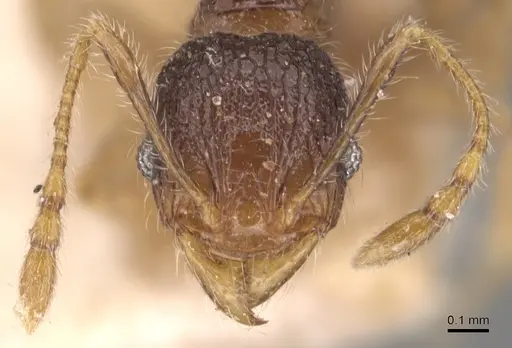 Pheidole anthracina - CASENT0904300