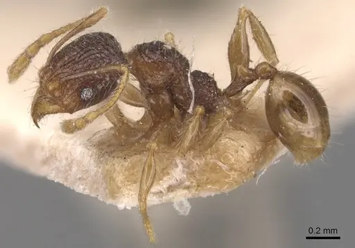 Pheidole anthracina - CASENT0904300