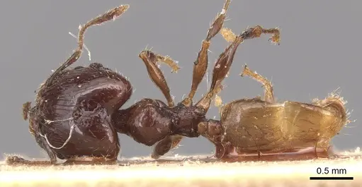 Pheidole anthracina - CASENT0904301