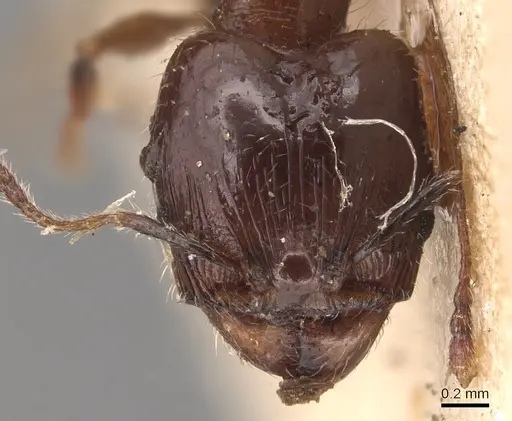 Pheidole anthracina - CASENT0904301