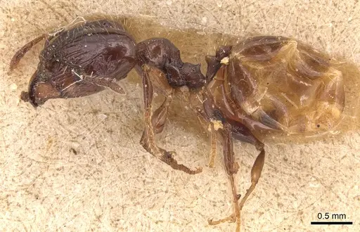 Pheidole anthracina - CASENT0904301