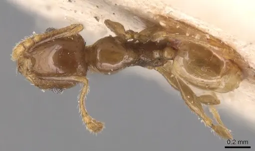 Pheidole anthracina - CASENT0904302