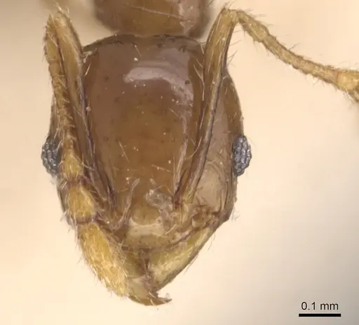 Pheidole anthracina - CASENT0904302