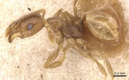 Pheidole anthracina - CASENT0904302