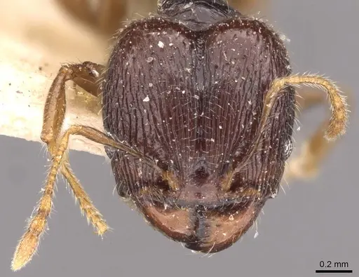 Pheidole anthracina - CASENT0908019