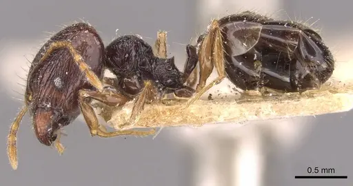 Pheidole anthracina - CASENT0908019