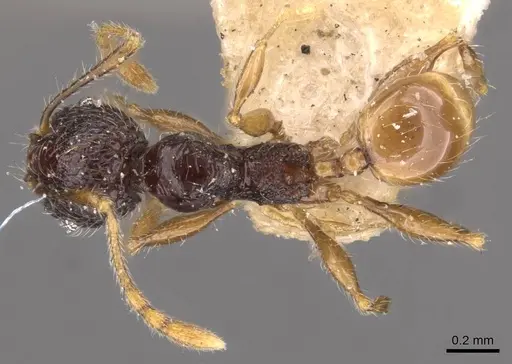 Pheidole anthracina - CASENT0908020