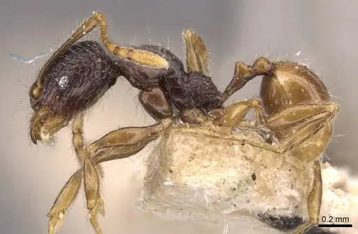 Pheidole anthracina - CASENT0908020