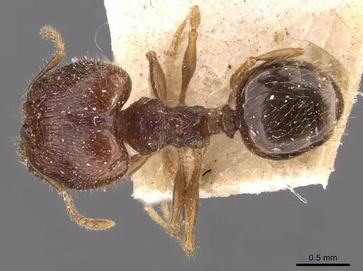 Pheidole anthracina - CASENT0908021