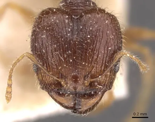 Pheidole anthracina - CASENT0908021