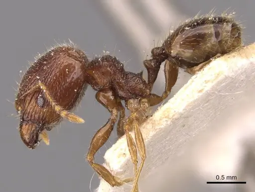 Pheidole anthracina - CASENT0908021