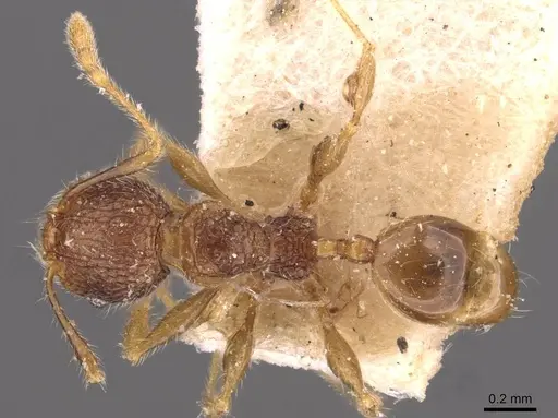 Pheidole anthracina - CASENT0908022