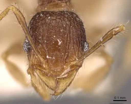 Pheidole anthracina - CASENT0908022