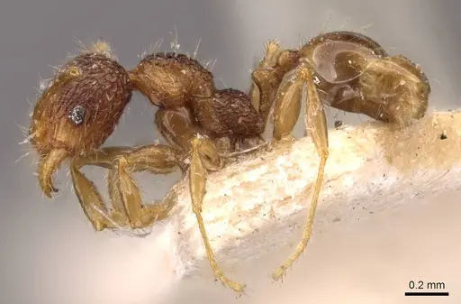 Pheidole anthracina - CASENT0908022