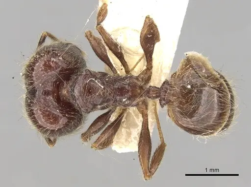Pheidole antillana specimen