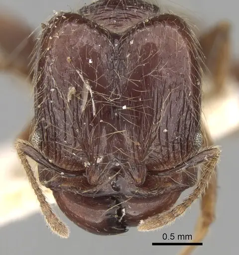 Pheidole antillana specimen