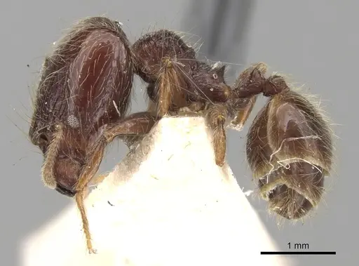 Pheidole antillana specimen