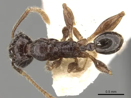 Pheidole antillana - CASENT0281755