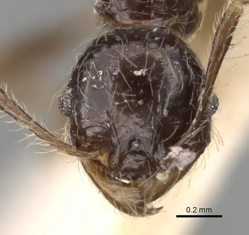 Pheidole antillana - CASENT0281755