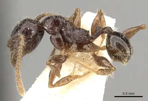 Pheidole antillana - CASENT0281755