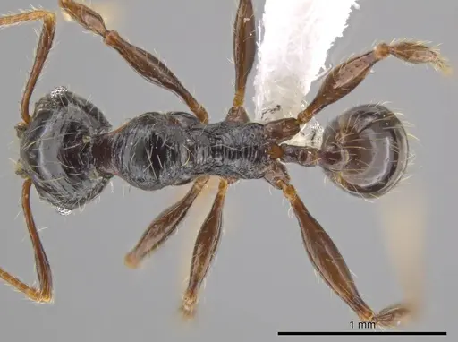 Pheidole antillana - CASENT0627565