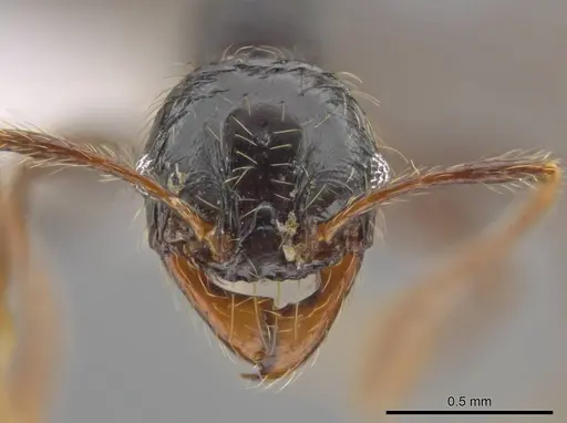 Pheidole antillana - CASENT0627565