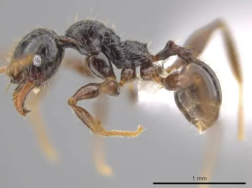 Pheidole antillana - CASENT0627565