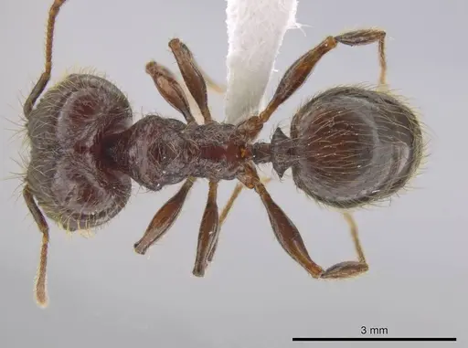 Pheidole antillana - CASENT0630507