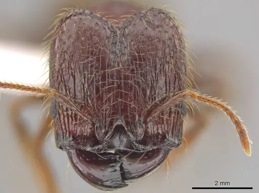 Pheidole antillana - CASENT0630507