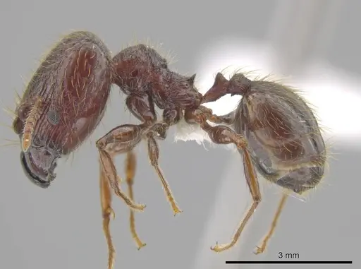Pheidole antillana - CASENT0630507