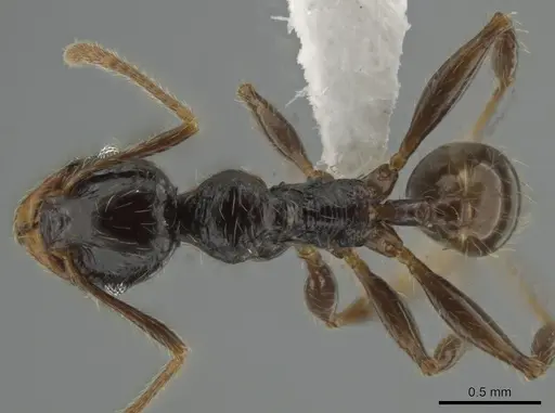 Pheidole antillana - CASENT0630584