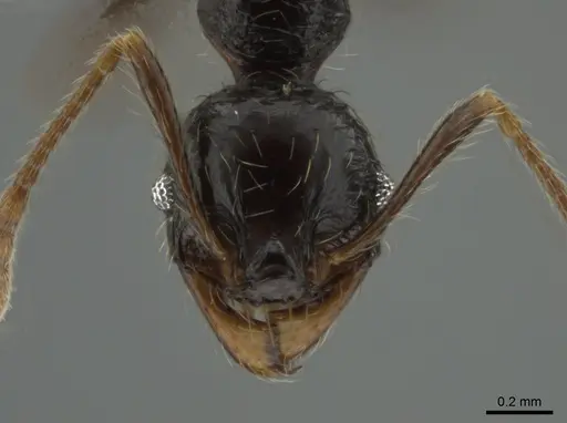 Pheidole antillana - CASENT0630584